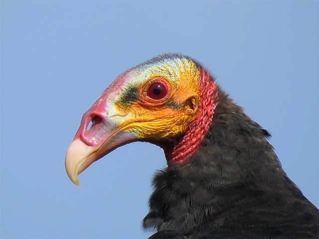 Lesser Yellow-headed Vulture by Simon Thompson
